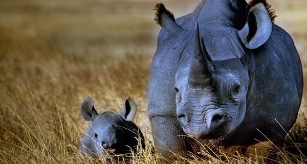 Black rhinoceros mother with calf in Ngorongoro Crater, Ngorongoro Conservation Area, Tanzania