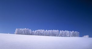 ｢雪のカラマツ林｣北海道, 美瑛町 (© JTB Photo/Japan Travel Bureau/Photolibrary) &copy; (Bing Japan)