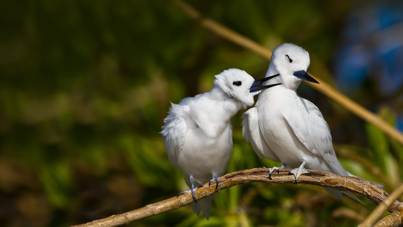 White terns on Sand Island, Midway Atoll, Papahānaumokuākea Marine National Monument