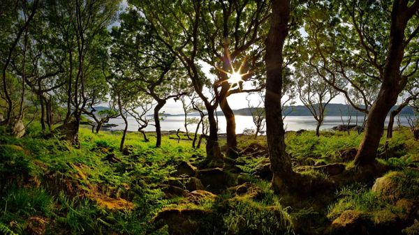 Dwarf forest of Oaks, Loch na Keal, Isle of Mull