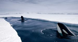Orca whales spy hopping near Antarctica (© Norbert Wu/Getty Images) &copy; (Bing Australia)