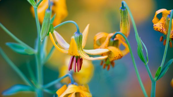 Columbian lilies on Hurricane Ridge, Olympic National Park, Washington