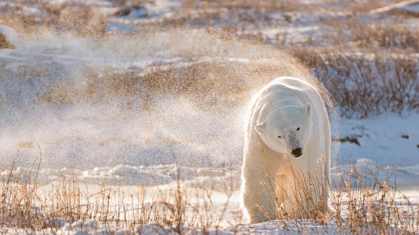 Polar bear in Hudson Bay, Canada