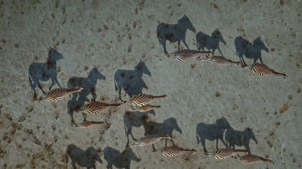 Burchell's zebras crossing the Makgadikgadi Pan in Botswana
