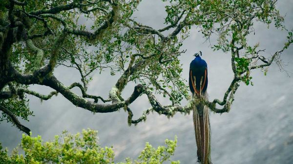 Indian peacock in Yala National Park, Sri Lanka