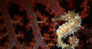 Thorny Seahorse against soft red coral in the waters off of Malaysia  -- Douwma Georgette/Photolibrary &copy; (Bing United States)