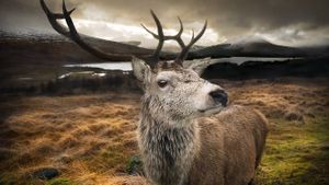 Close up of a red stag in the Scottish Highlands (© gmsphotography/Getty Images)(Bing United Kingdom)