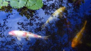 ｢池の鯉｣京都 (© Sharon Smith/Getty Images)(Bing Japan)