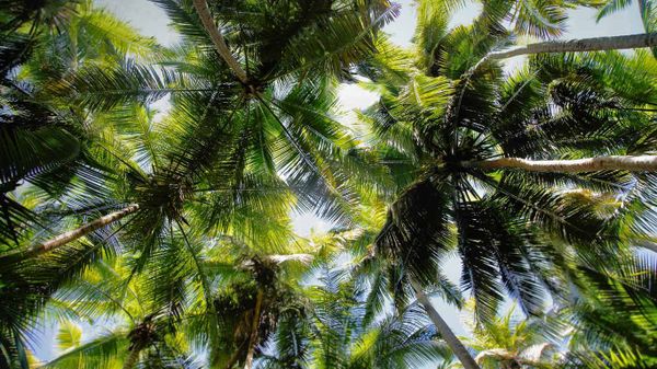 Palm trees over Maho Bay, Virgin Islands National Park