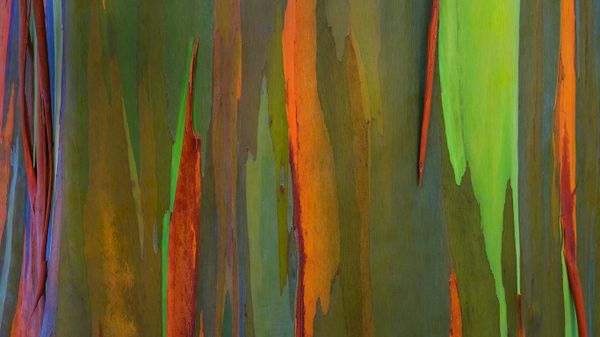 Bark of a rainbow eucalyptus tree, Maui, Hawaii, USA