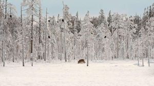 雪地里的一群乌鸦与灰狼，芬兰 (© Lassi Rautiainen/Minden Pictures)(Bing China)