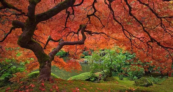 PortlandJapaneseGarden