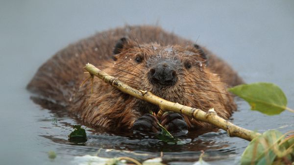 North American beaver in Denali National Park and Preserve, Alaska