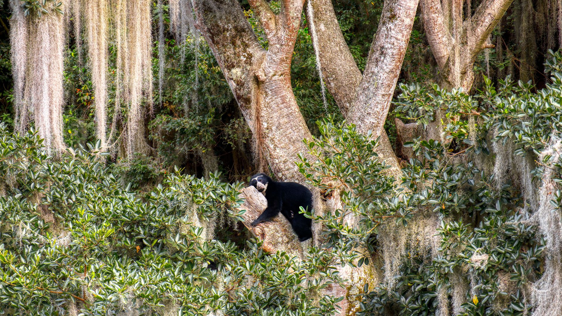 Spectacled bear resting in tree, Ecuador