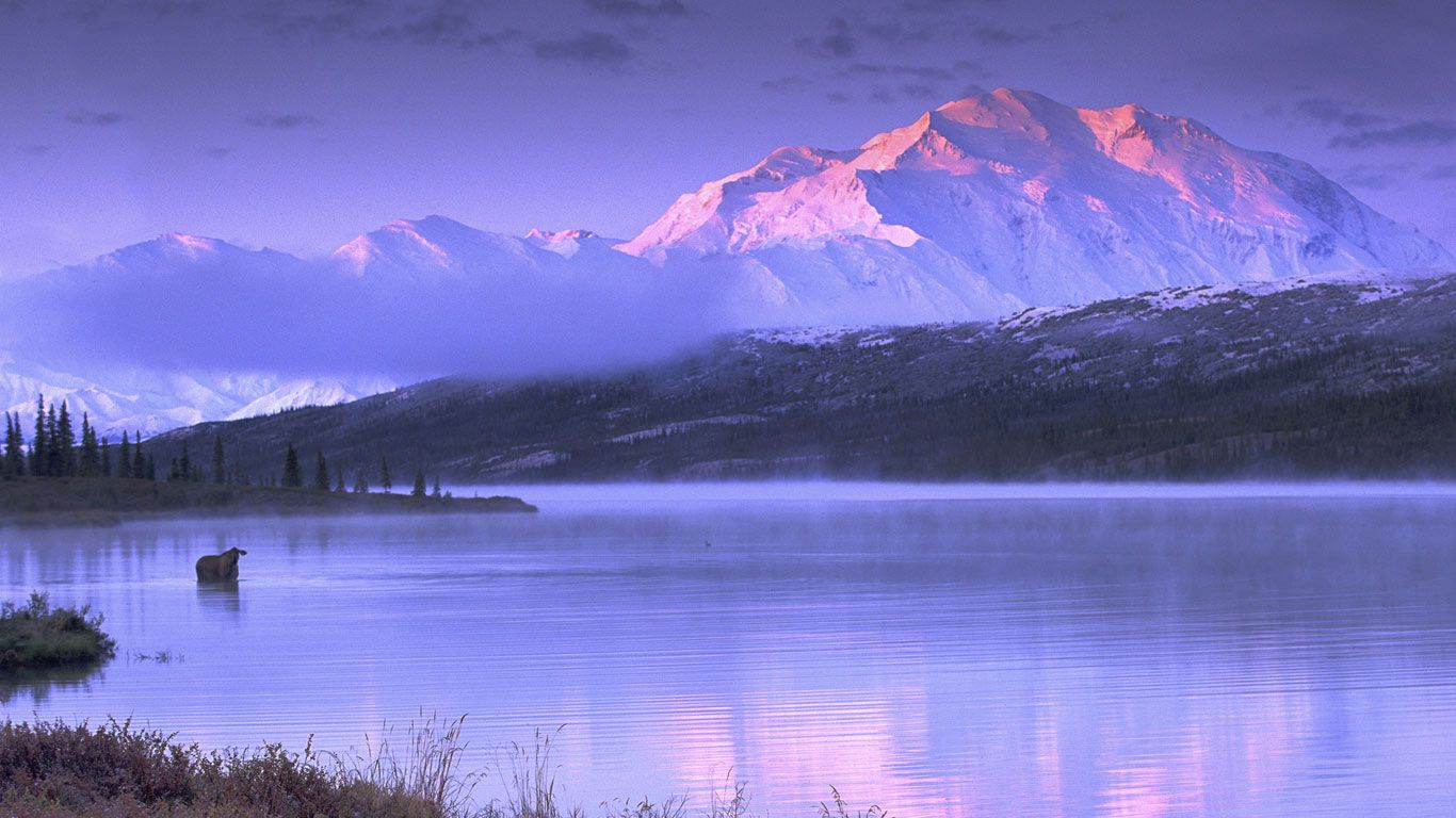 Moose wading in Wonder Lake, Denali National Park and Preserve, Alaska, USA