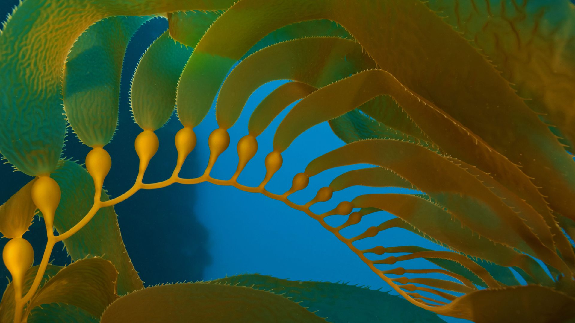 Giant kelp in the Channel Islands National Marine Sanctuary, California