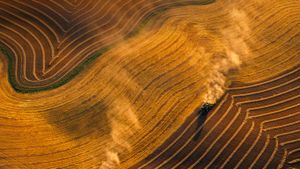 Combines harvesting wheat near  Jamestown, North Dakota (© Richard Hamilton Smith/Gallery Stock)(Bing New Zealand)