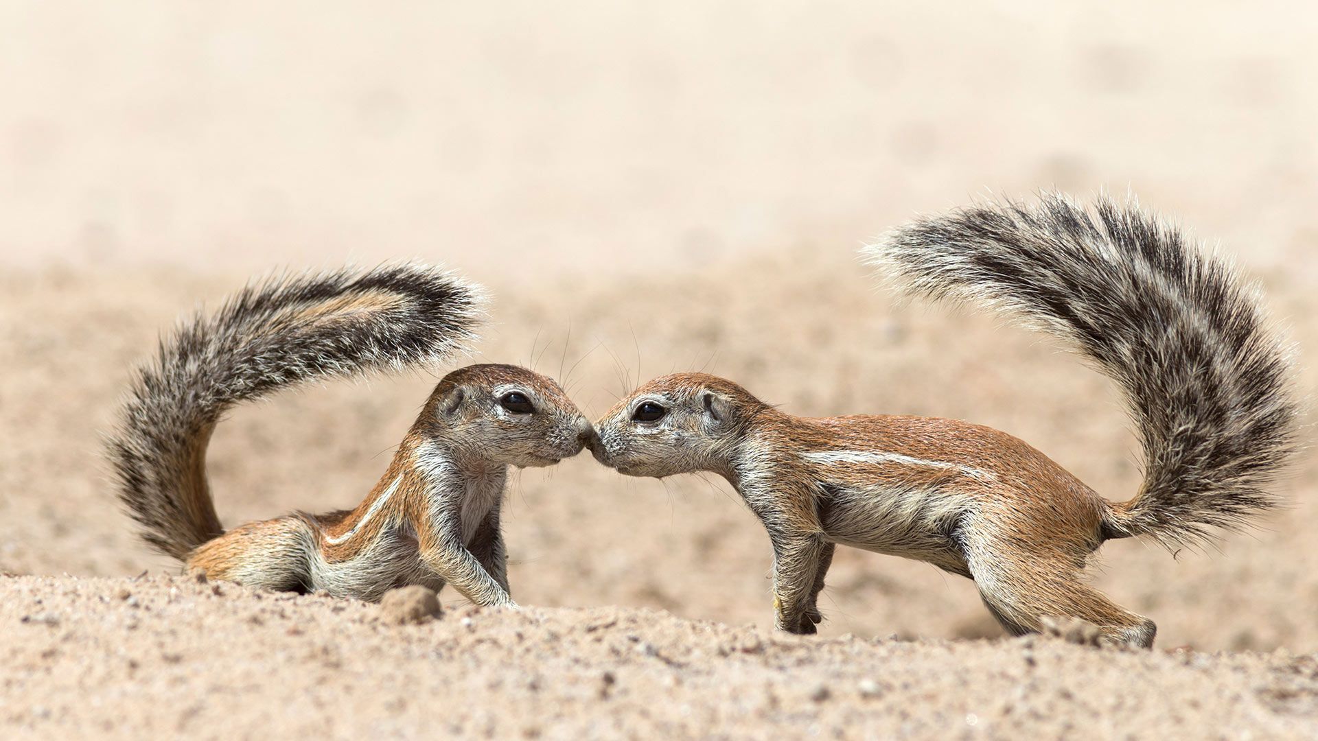 Écureuils terrestres se saluant, dans le parc transfrontalier de Kgalagadi, Cap-Nord, Afrique du Sud