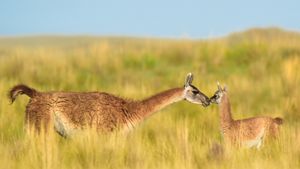 Guanaco mother and newborn baby in grassland, La Pampa Province, Argentina (© Gabriel Rojo/Minden Pictures)(Bing United States)