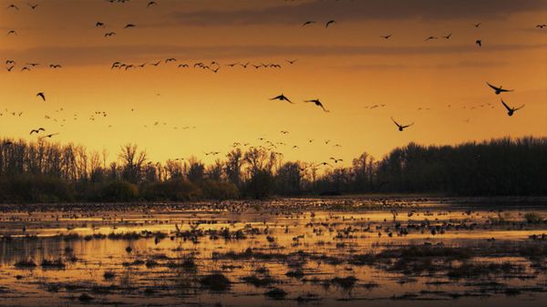Sacramento National Wildlife Refuge, California, USA
