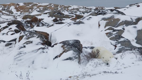Polar bear resting in rocky landscape, Churchill, Manitoba, Canada