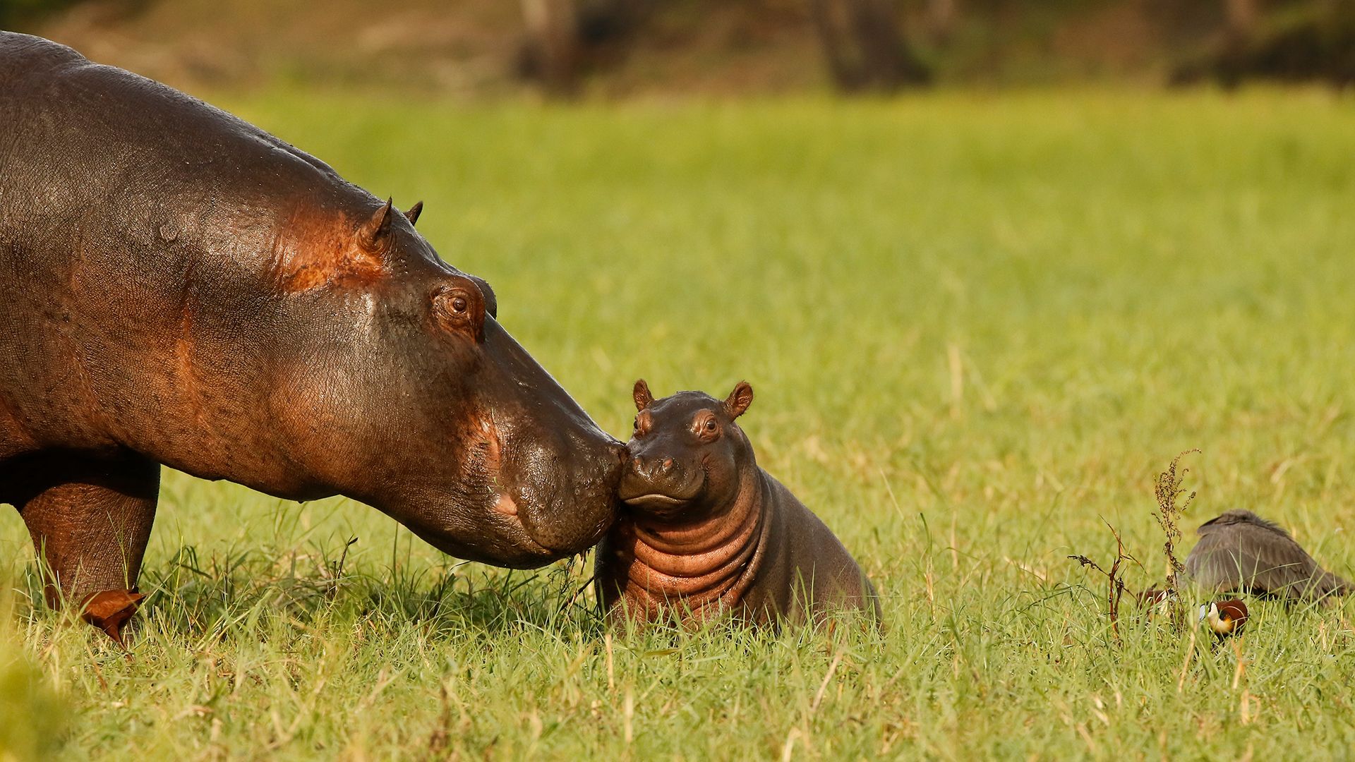 Madre e cucciolo di ippopotamo, Parco nazionale del Chobe, Botswana
