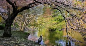 ｢桜とオオアオサギ｣カナダ, ブリティッシュコロンビア州 (© Michael Wheatley/Corbis) &copy; (Bing Japan)