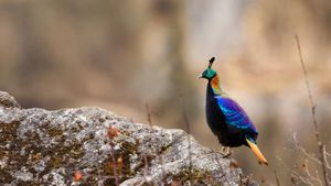 ｢ニジキジのオス｣ネパール, サガルマータ国立公園  (© Patricio Robles Gil/Minden Pictures)(Bing Japan)