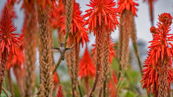Hummingbird near blooming aloe plants in Laguna Beach, California