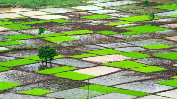 Rice field during monsoon, Chiplun, Ratnagiri, Maharashtra, India