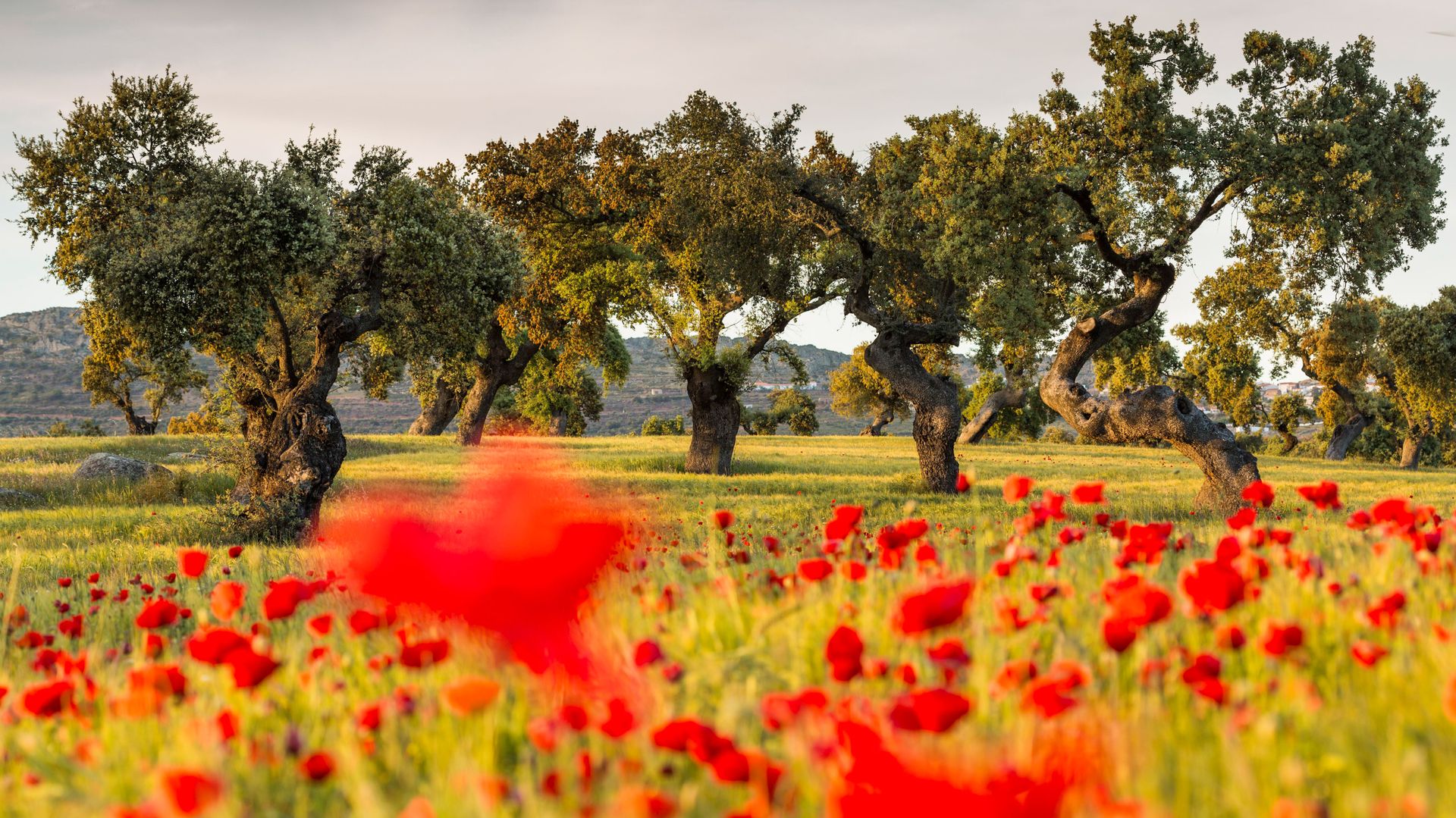 Encinas y amapolas en la dehesa, La Serena, Badajoz, España