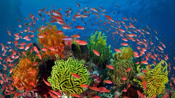 School of sea goldies with feather stars, Great Barrier Reef, Queensland, Australia