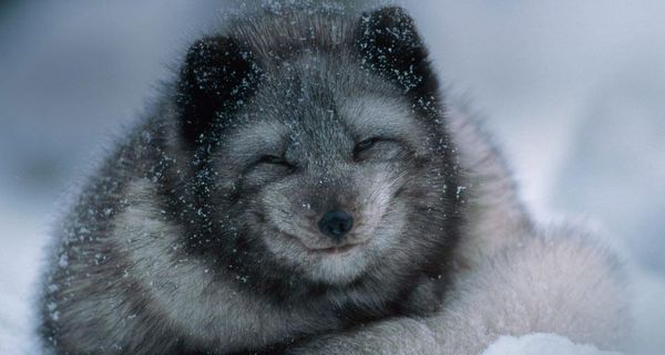 PolarFoxCub
