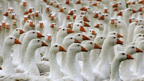 Gänse in Freilandhaltung auf einem Öko-Bauernhof in Brandenburg, Deutschland
