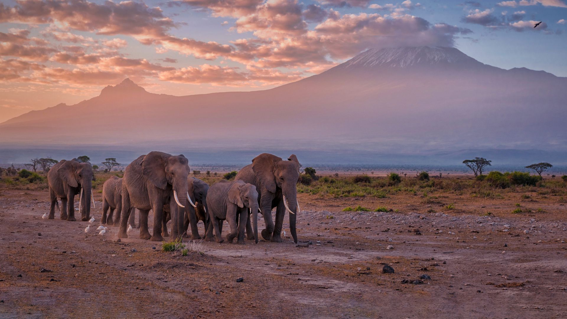 Elephants near Mount Kilimanjaro, Amboseli National Park, Kenya