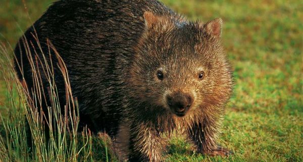 Wombat