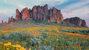 Wildflowers in bloom at Lost Dutchman State Park in Arizona, USA (© Tim Fitzharris/Minden Pictures)(Bing United Kingdom)