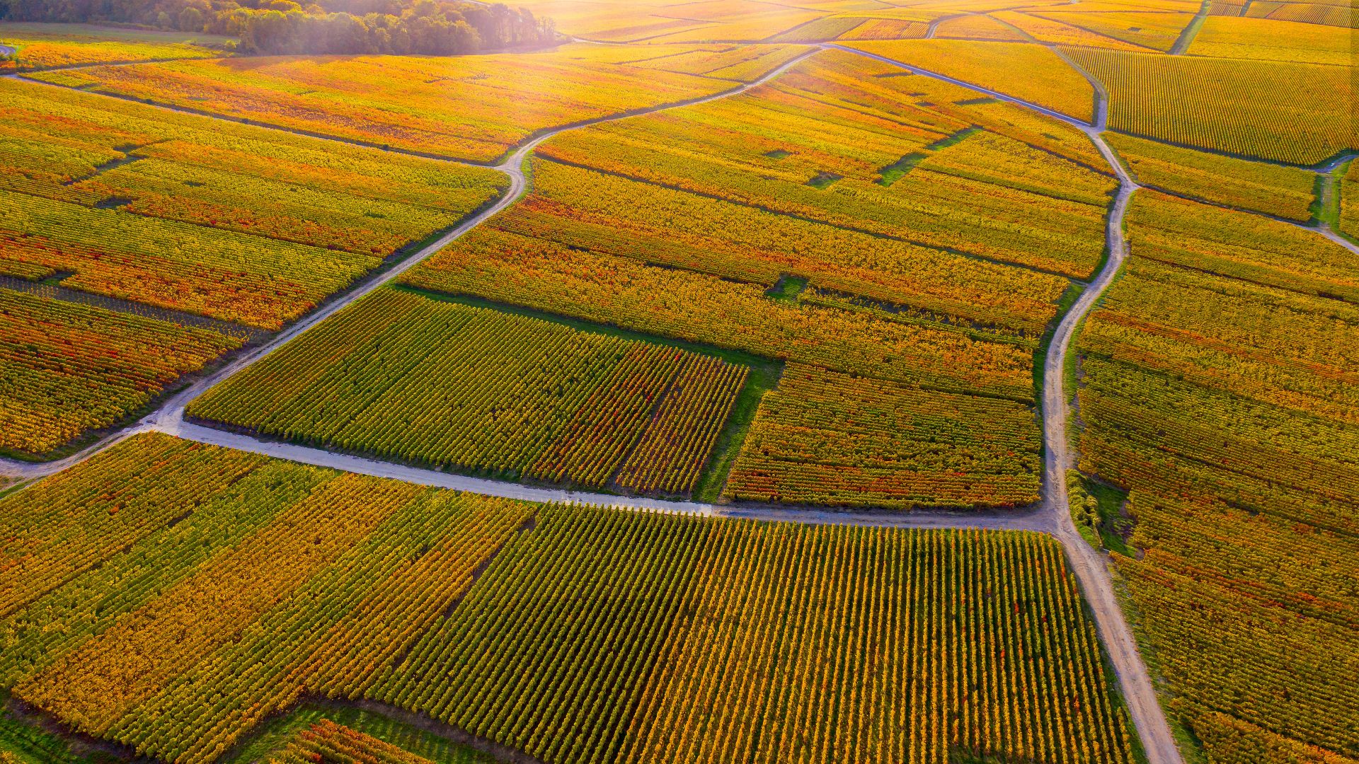 Vignobles à Verzenay, montagne de Reims, Champagne