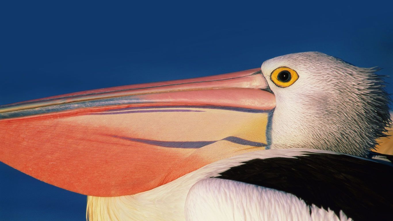 Profile of an Australian pelican