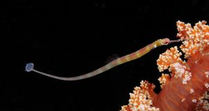 Black-breasted Pipefish,  St. Johns Reefs in the Red Sea off the coast of Egypt-- Wolfgang Poelzer/Photolibrary &copy; (Bing New Zealand)