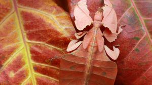 Leaf insect, Indonesia (© kuritafsheen/RooM/Getty Images)(Bing New Zealand)