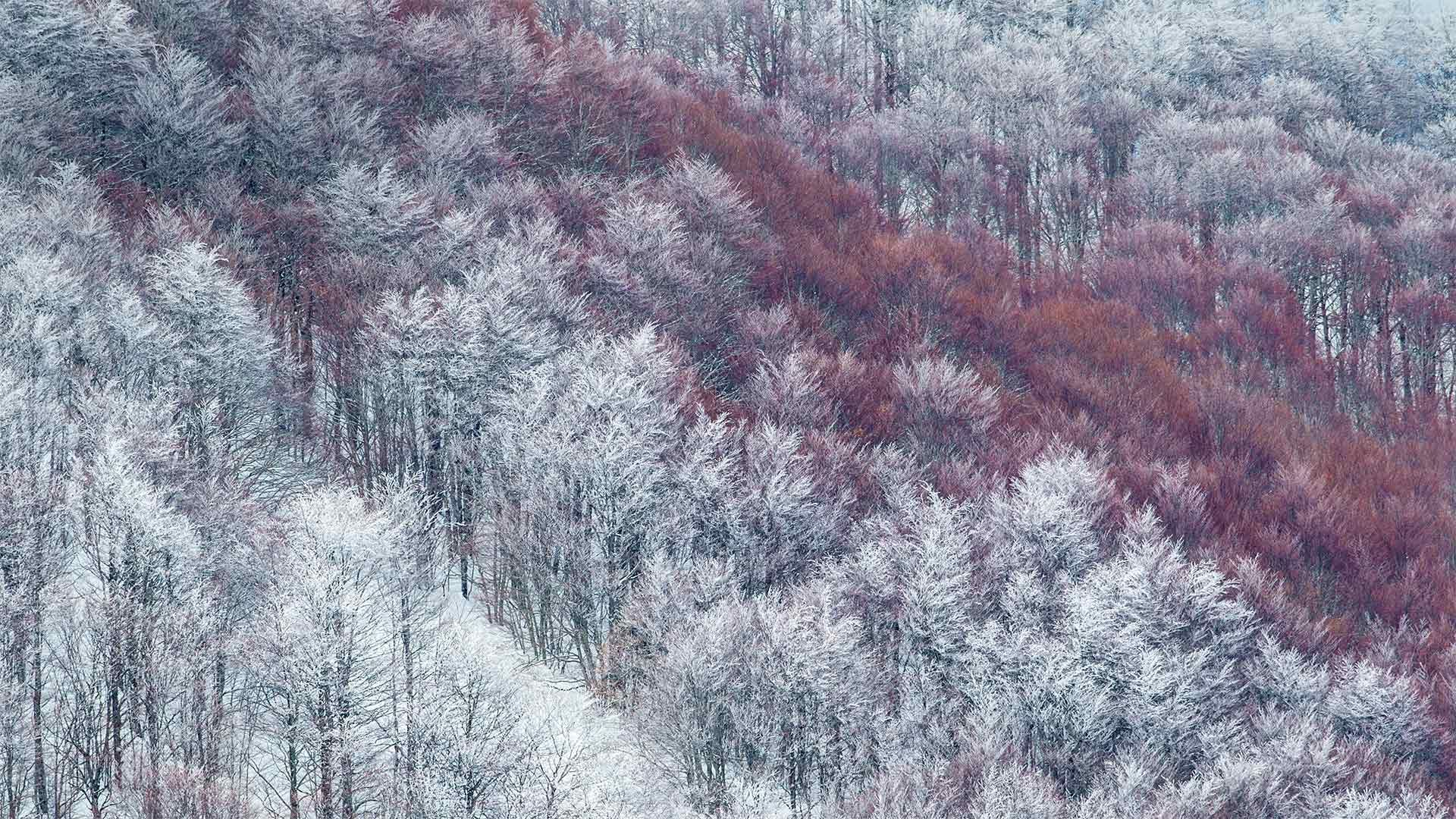 Partly snow-covered slope in Val Cervara, an old-growth beech forest, in Abruzzo, Italy