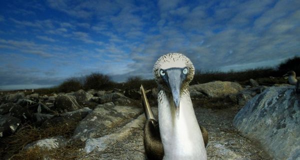 GalapagosBird