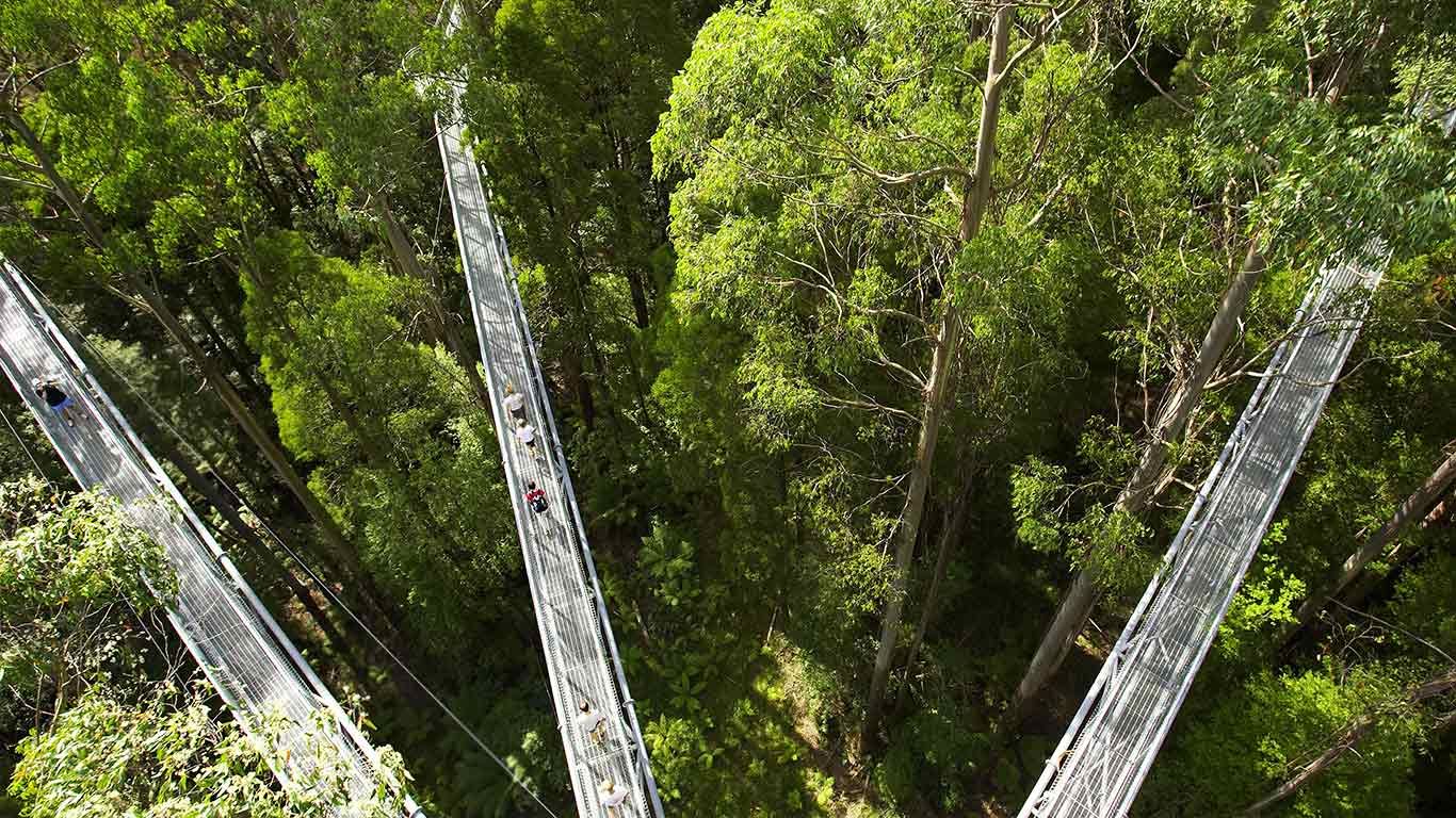 Otway Fly Treetop Walkways, Weeaproinah, Victoria, Australia