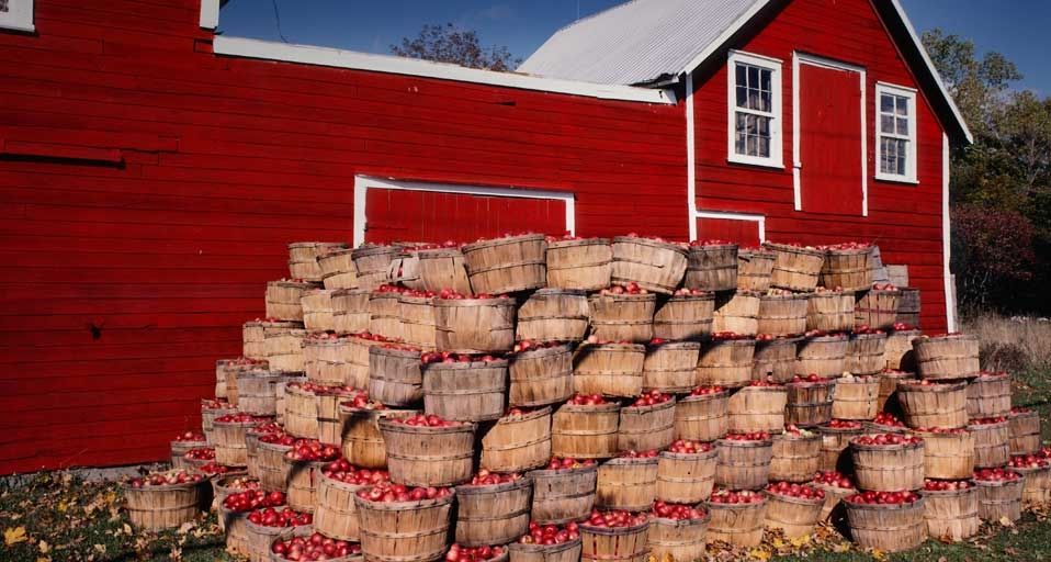 Apple harvest in Prince Edward County, Ontario, Canada