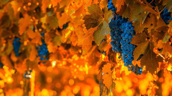 Grapes on the vine in Mendoza, Argentina, for the National Grape Harvest Festival