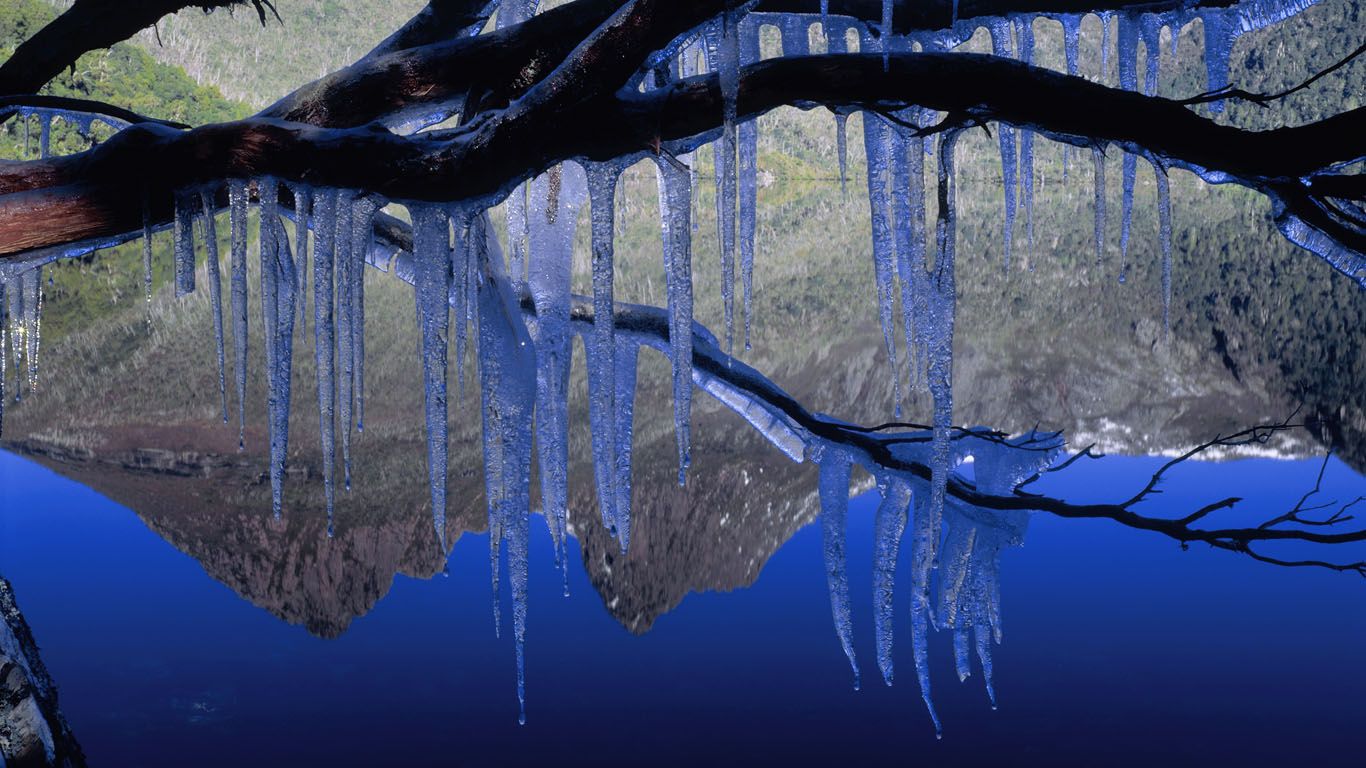 Icicles on a branch near Cradle Mountain, Tasmania