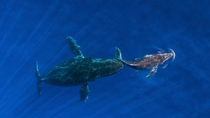 Maman baleine à bosse poussant son baleineau à la surface, Maui, Hawaii (© Ralph Pace/Minden Pictures)(Bing France)