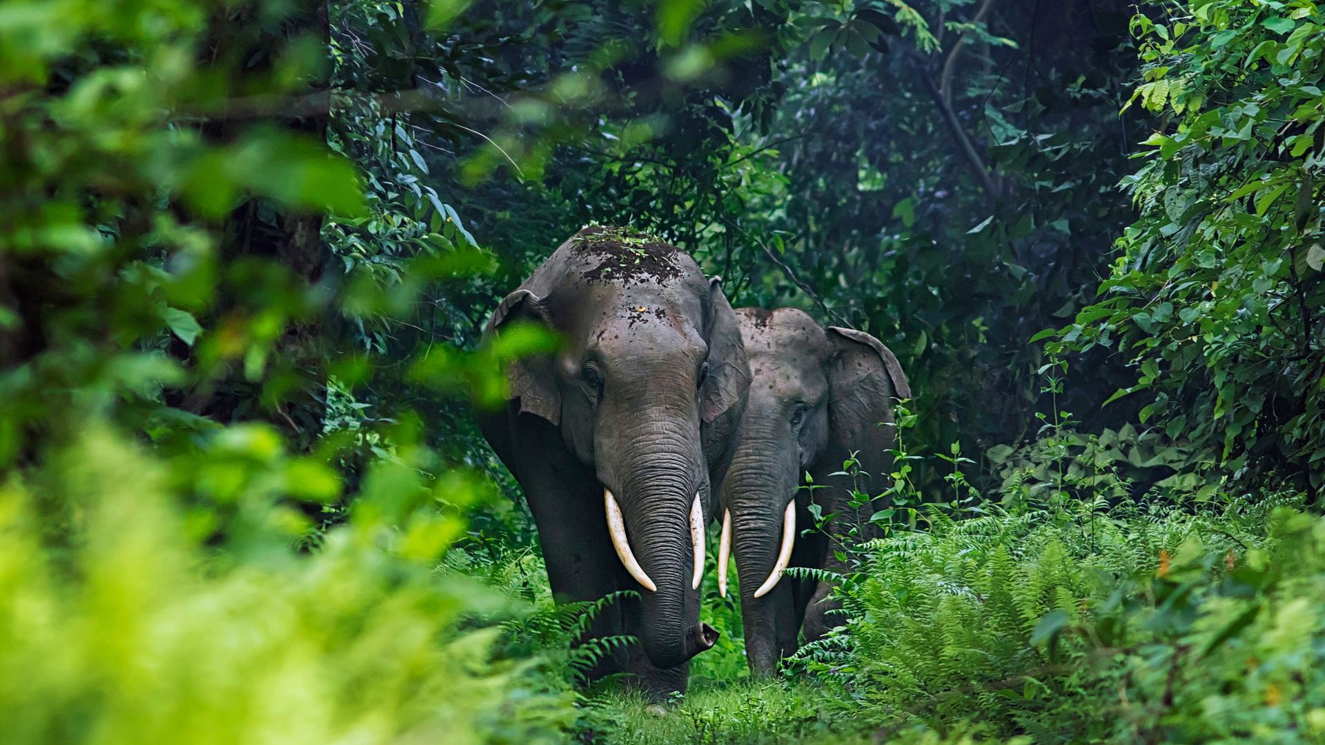 Éléphants d’Asie dans le Bengale-Occidental, Inde