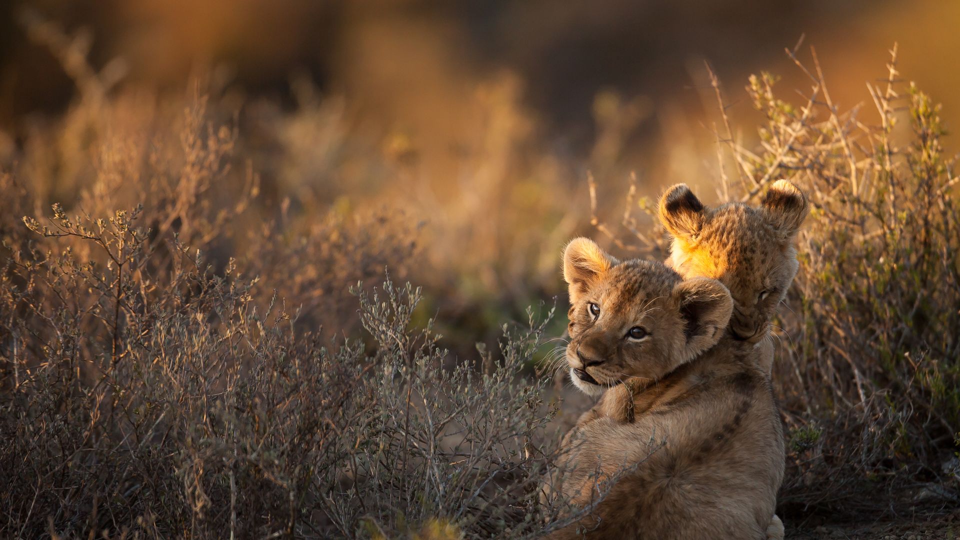 Two lion cubs, South Africa